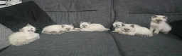 Ragdoll cats for sale: 6 Stunning Ragdoll Kittens Champion Bloodline - Advert 2