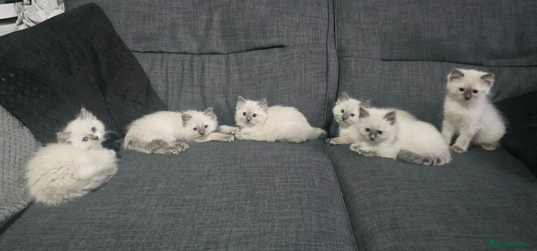 Ragdoll cats for sale: 6 Stunning Ragdoll Kittens Champion Bloodline - Advert 2