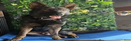 German Shepherd dogs for sale: ALFIE – THE ULTIMATE FAMILY PROTECTOR - Advert 6