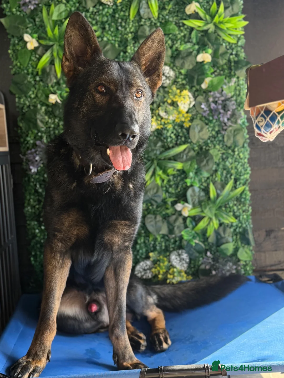 German Shepherd dogs for sale: ALFIE – THE ULTIMATE FAMILY PROTECTOR - Advert 6