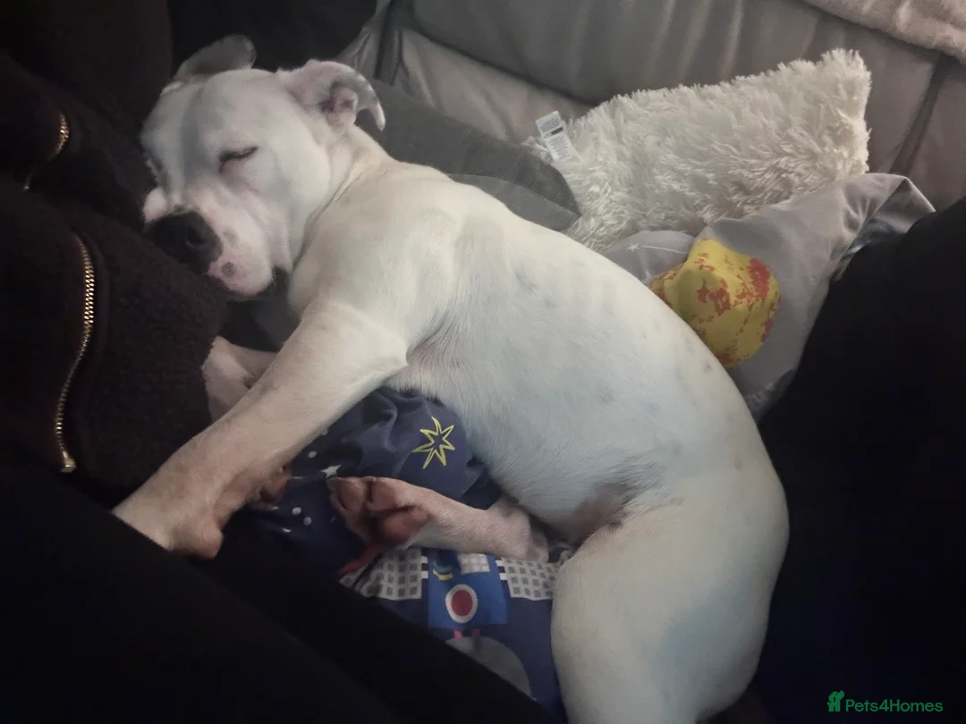 Mixed Breed dogs for sale: Daphne  - Advert 4