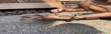 Jack Russell 3