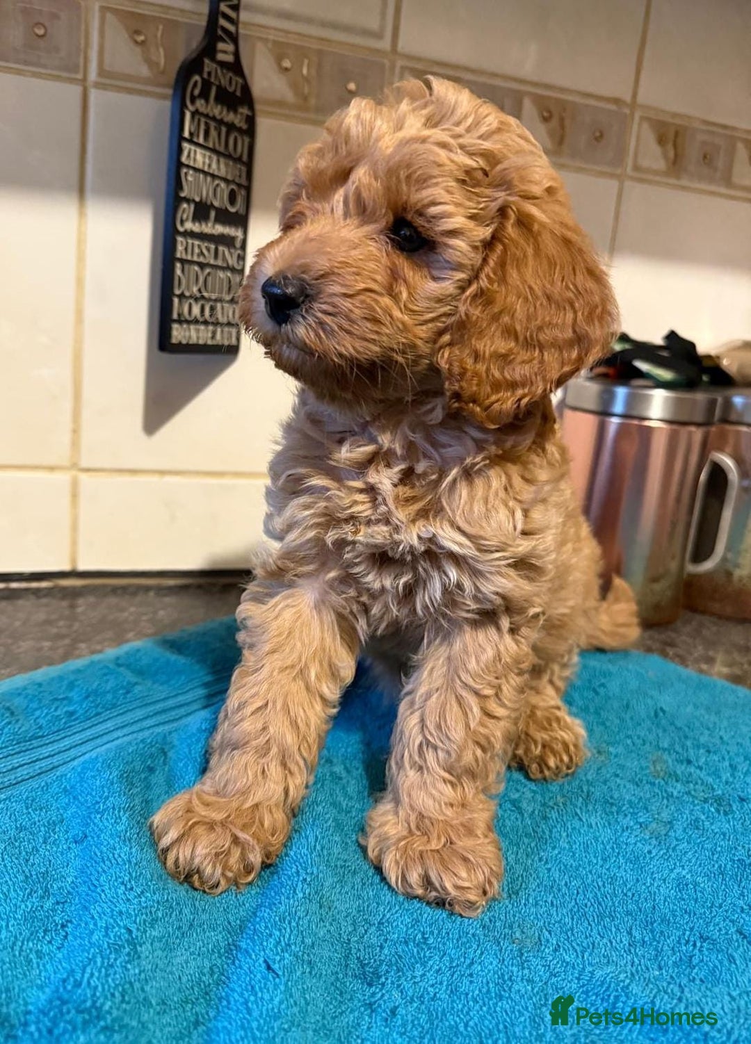 Miniature Poodle dogs for sale: Beautiful miniature poodle pups - Image 8