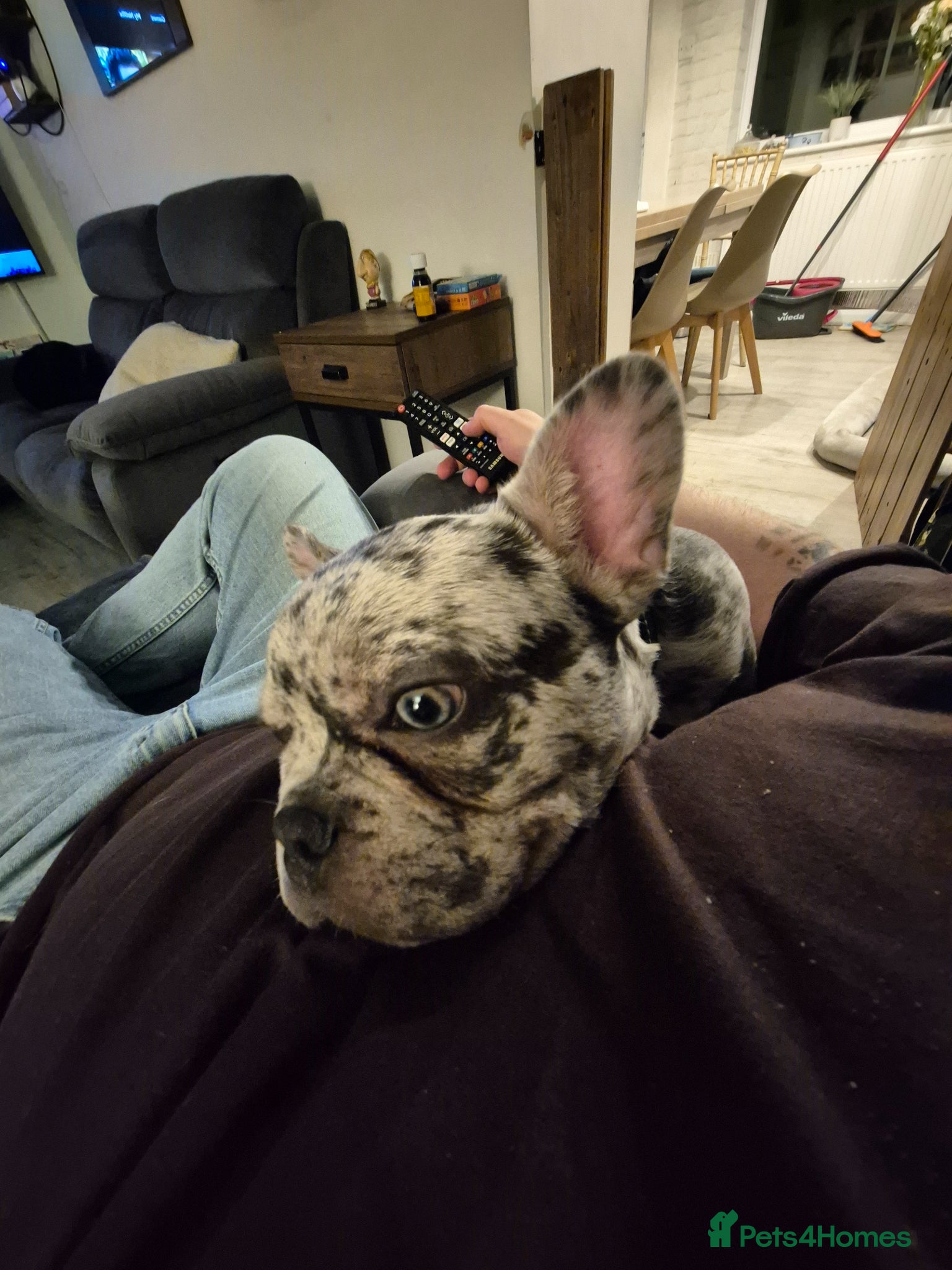 French Bulldog dogs for sale: 8 month old French Bulldog in Leigh-on-Sea - Advert 6