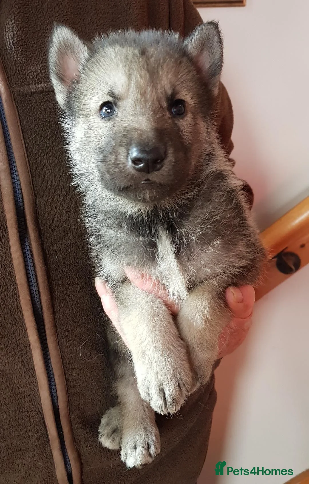 Northern Inuit dogs for sale: RARE BREED TAMASKAN Registered and Embarked - Advert 7