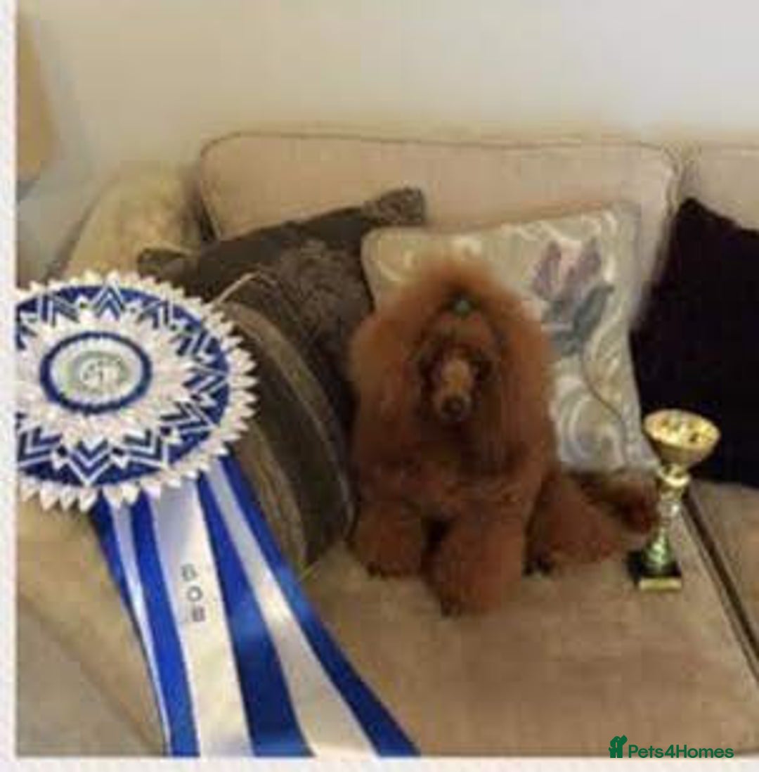 Cavapoo dogs for sale: TOY CAVAPOO DNA TESTED PARENTS AND GRANDPARENTS  - Image 24