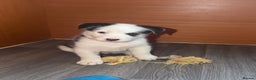 Siberian Husky dogs for sale: Husky Puppies – Ready 22/12/25 🐾  - Advert 16