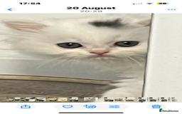 Turkish Angora cats for sale: Turkish Angora x Persian  - Image 3