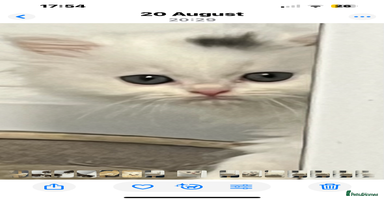 Turkish Angora cats - Advert 5