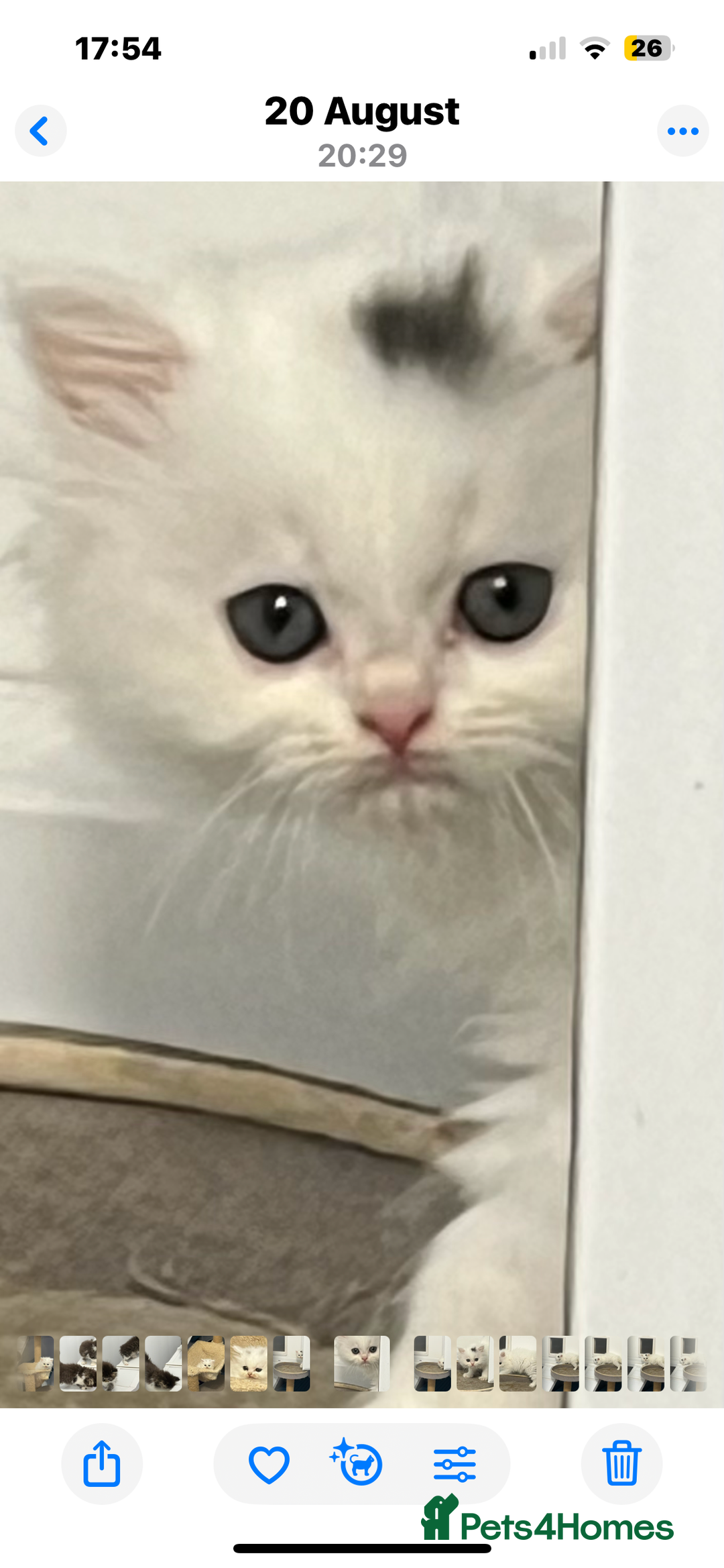 Turkish Angora cats for sale: Turkish Angora x Persian  - Image 3