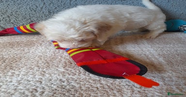 Sprocker dogs - Advert 2