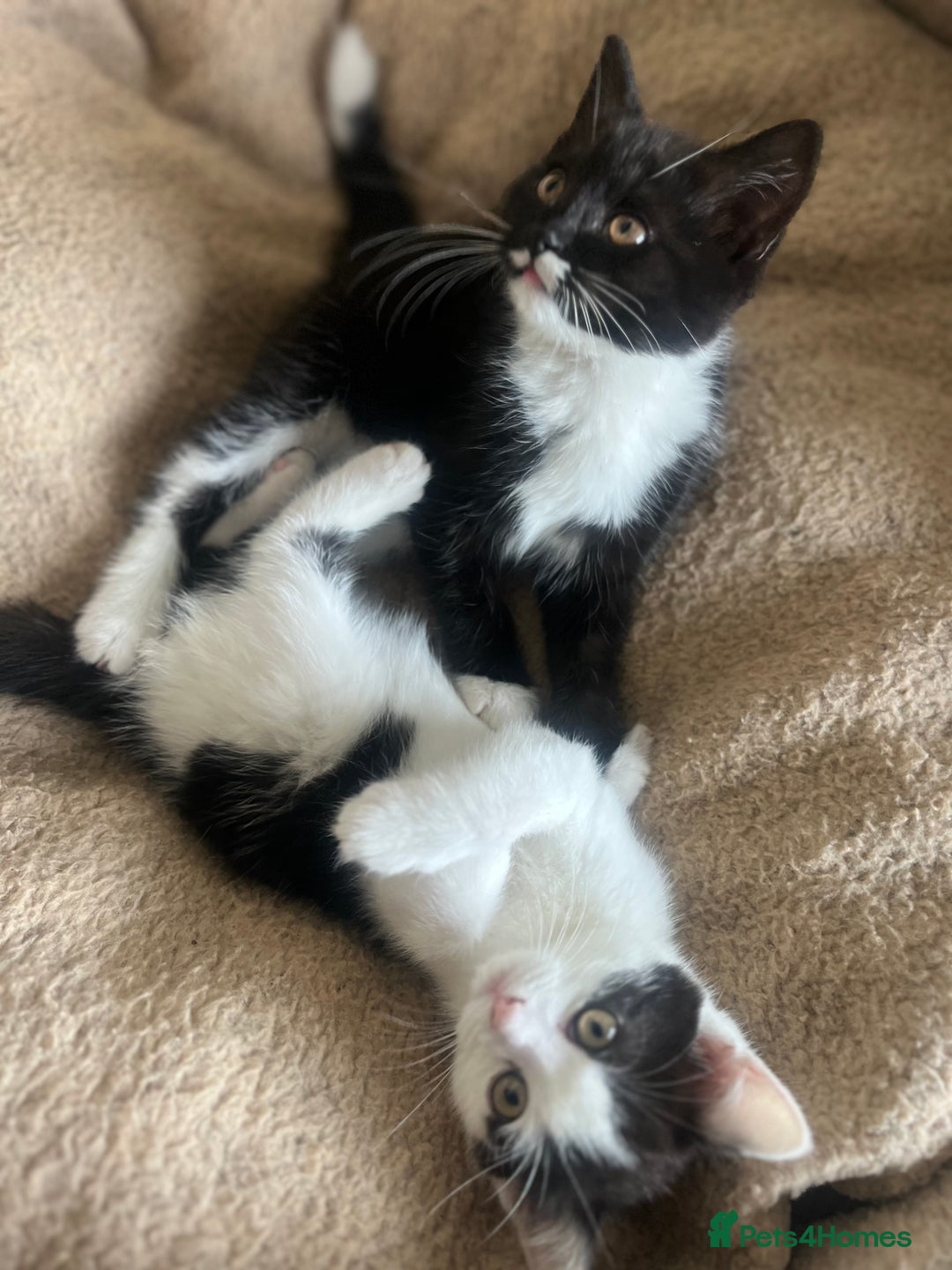 Mixed Breed cats for sale: Gorgeous litter of kittens British Blue X - Image 8