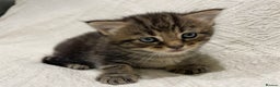 Maine Coon cats for sale: Maine coon x bsh. READY 14th BUT CAN HOLD - Advert 25