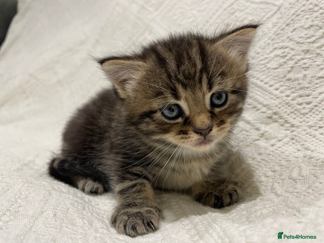 Maine Coon cats for sale: Maine coon x bsh. READY 14th BUT CAN HOLD - Advert 25