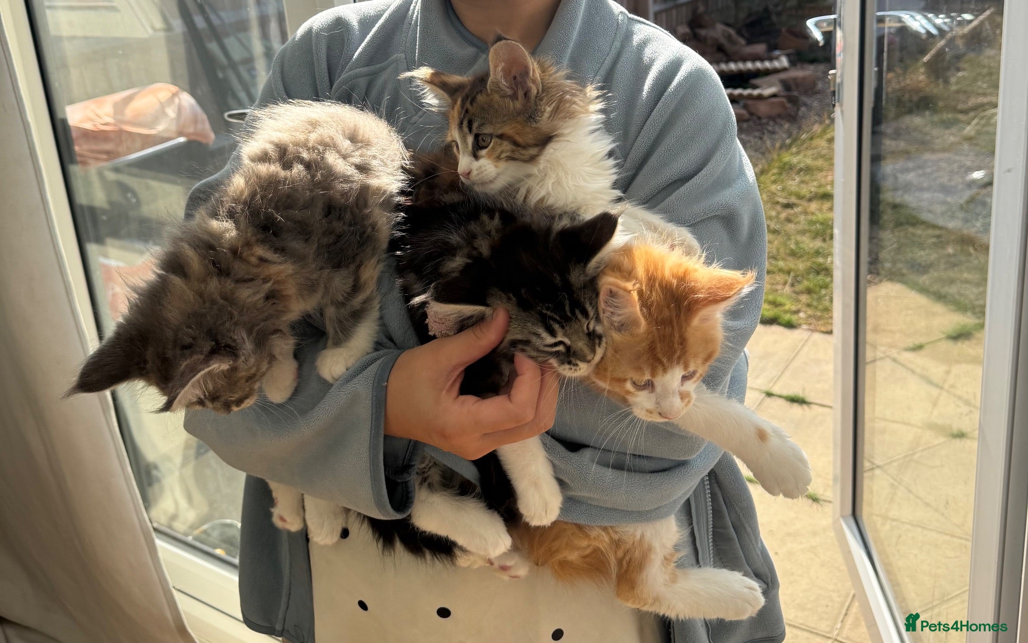 Maine Coon cats Beautiful Maine Coon Kittens – Born 19 June 2026 - Advert 9