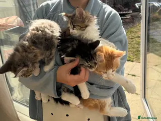 Maine Coon cats Beautiful Maine Coon Kittens – Born 19 June 2026 - Advert 9