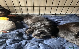 Cocker Spaniel dogs for sale: ⭐️⭐️⭐️⭐️⭐️5 star licenced breeder  cockerspaniels - Image 13
