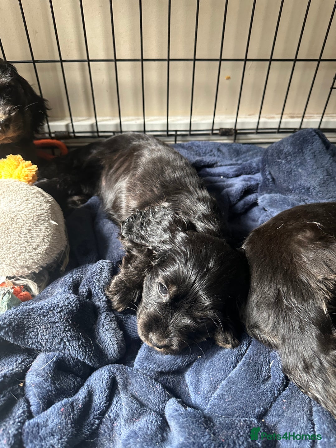 Cocker Spaniel dogs for sale: ⭐️⭐️⭐️⭐️⭐️5 star licenced breeder  cockerspaniels - Image 13