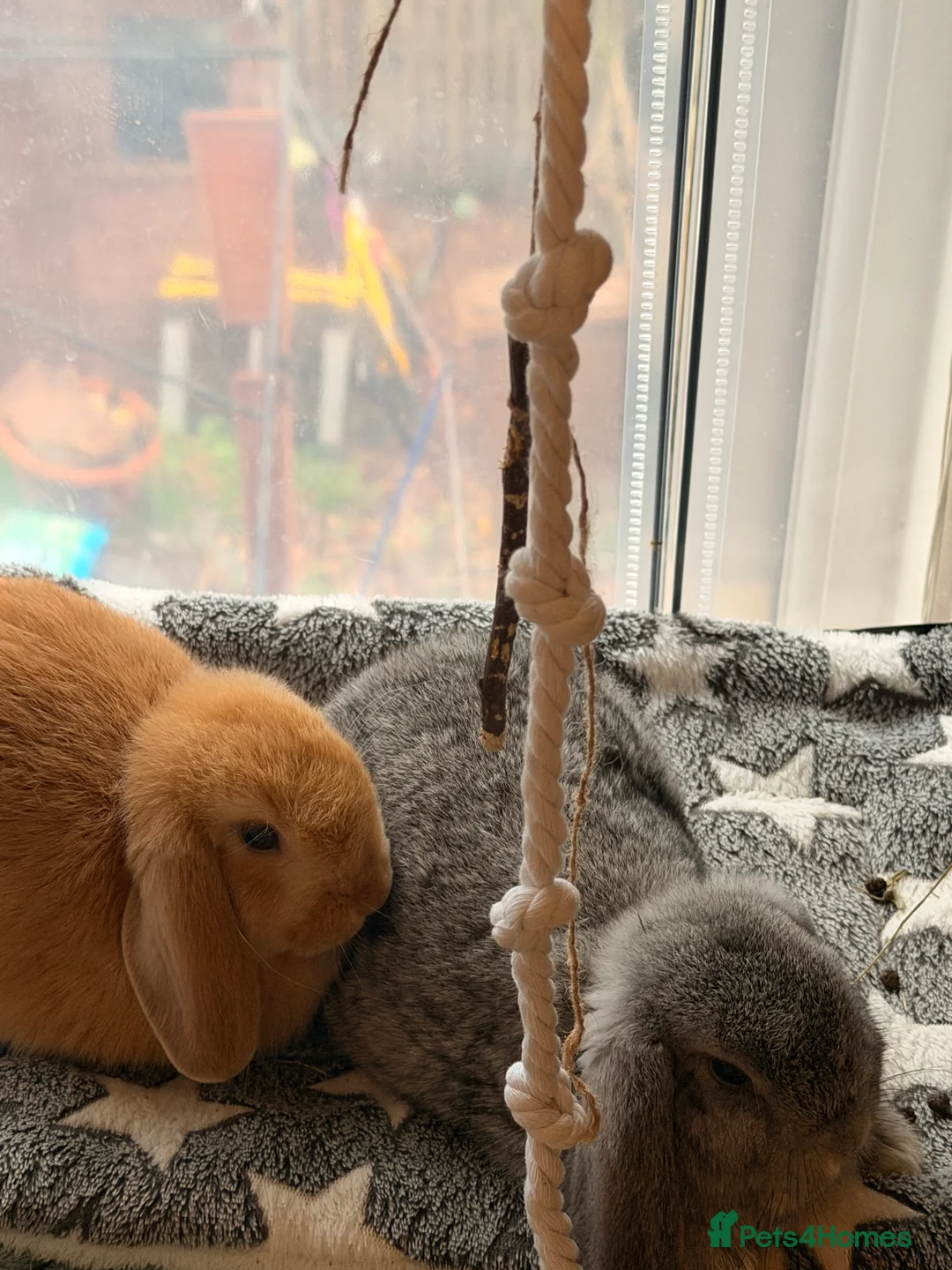 Mini Lop rabbits for sale: Two beautiful mini lop bunnies - Advert 3