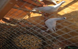 Doves birds for sale: Pigeons - Image 4