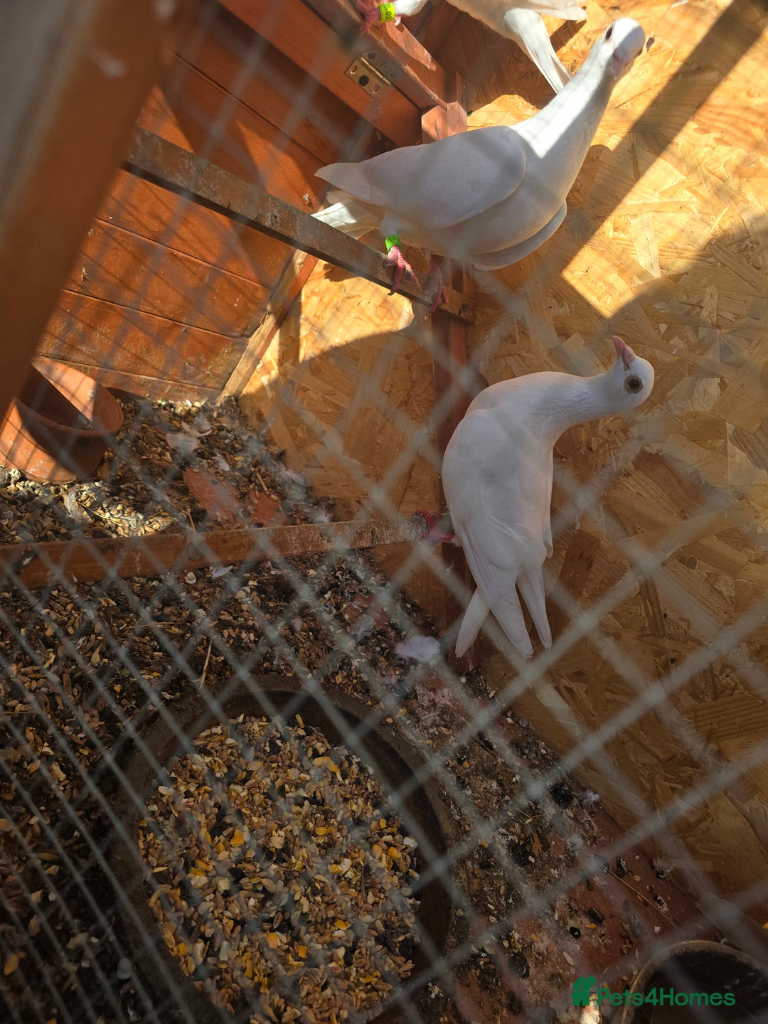 Doves birds for sale: Pigeons - Image 4