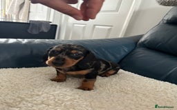 Dachshund dogs for sale: Miniture dachshund  - Image 3