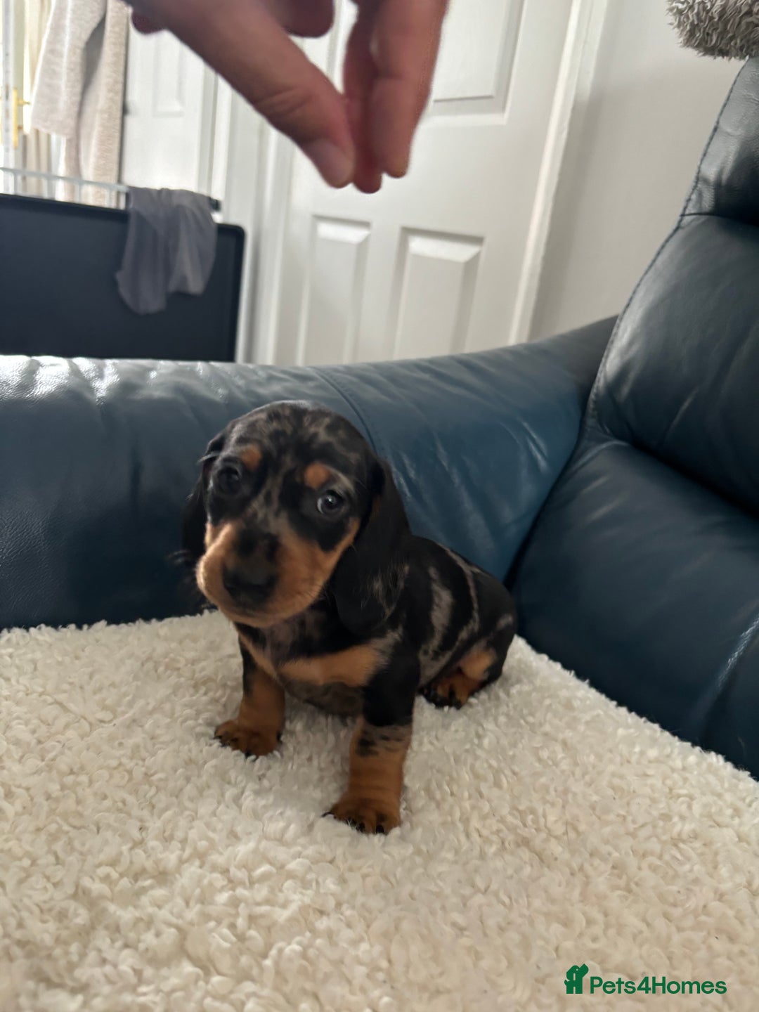 Dachshund dogs for sale: Miniture dachshund  - Image 3