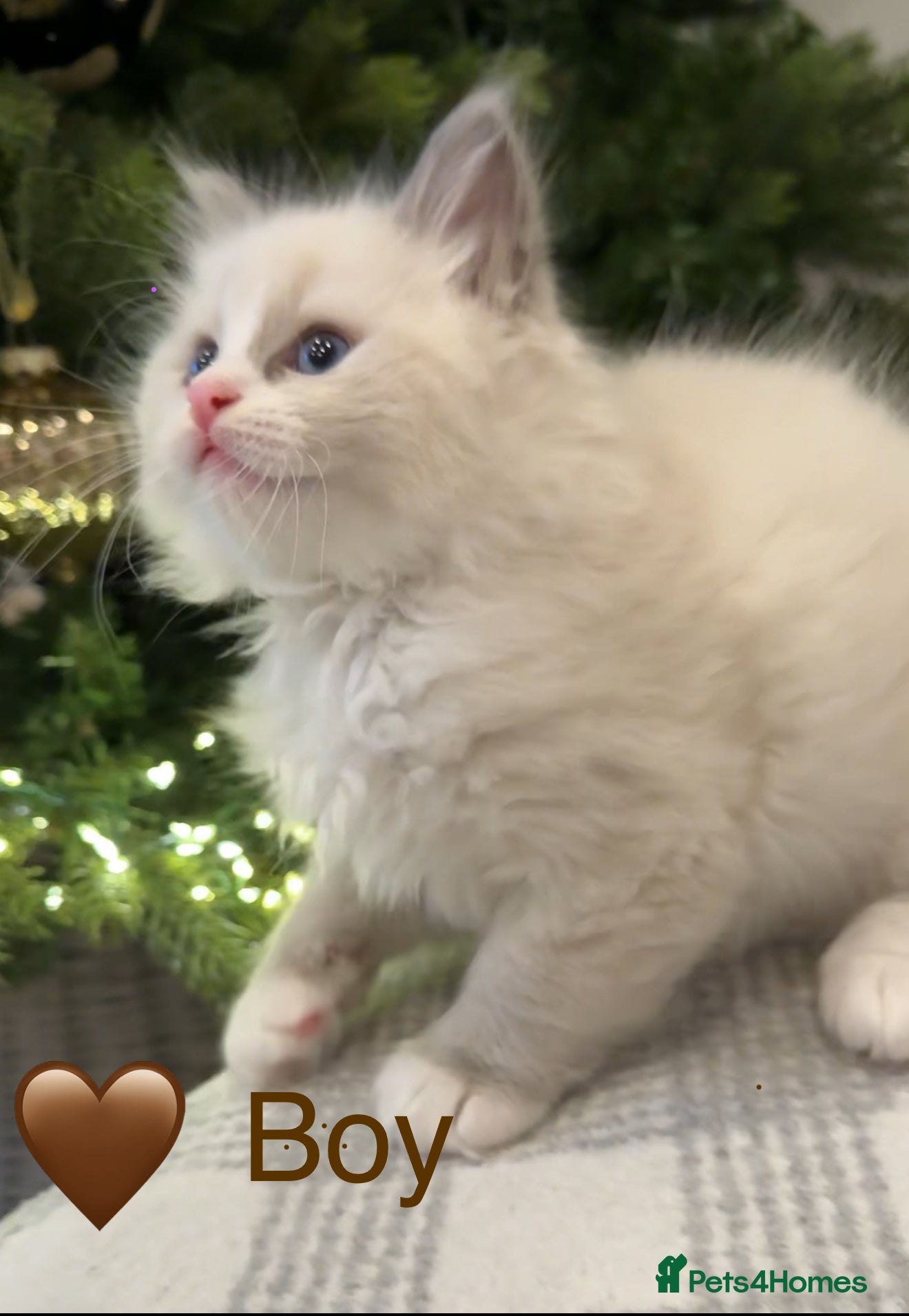 Ragdoll cats 💎🐾Beautiful Ragdoll Kittens🐾💎 - Advert 8