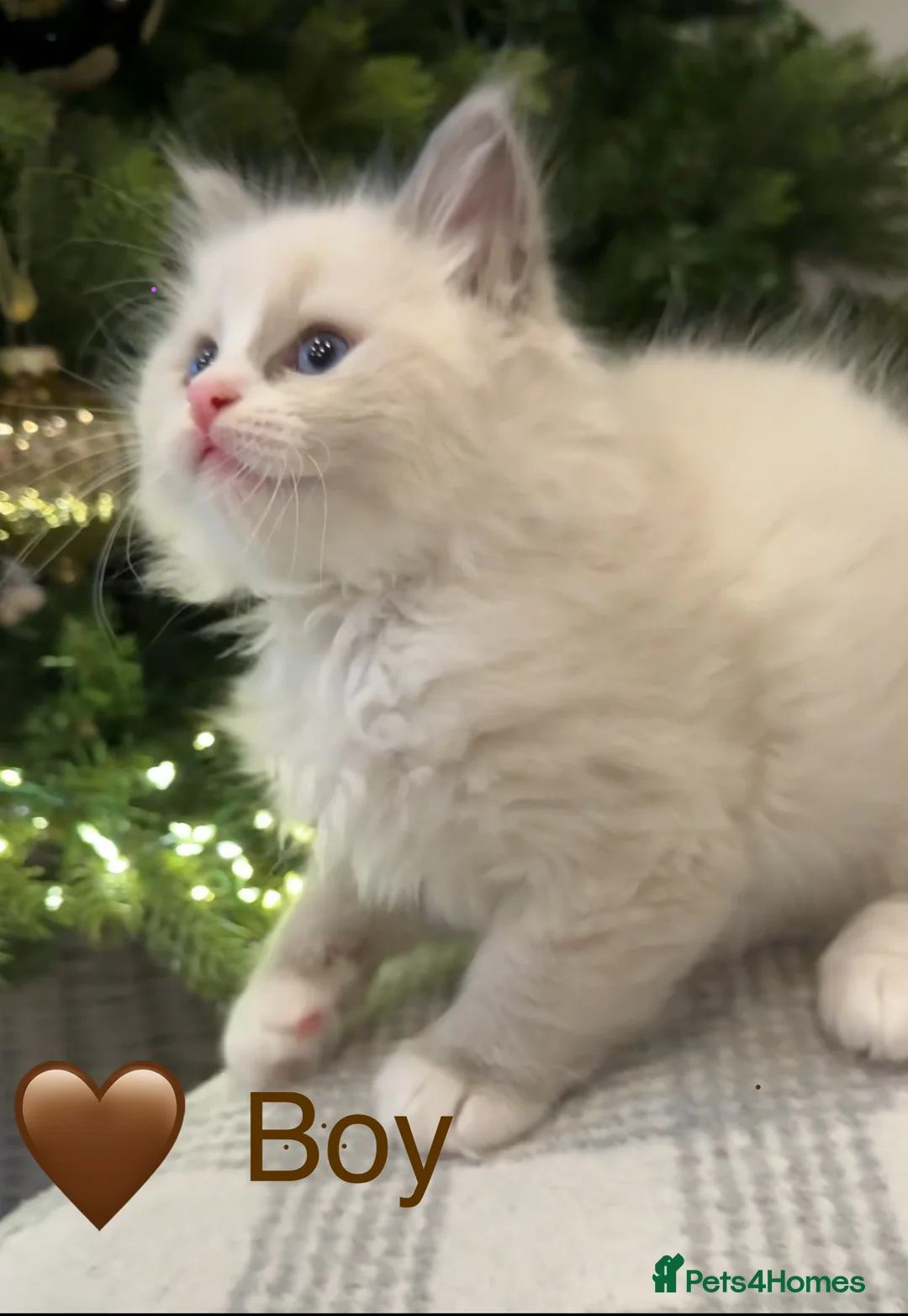 Ragdoll cats for sale: 💎🐾Beautiful Ragdoll Kittens🐾💎 - Advert 1
