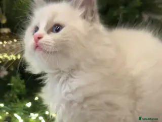 Ragdoll cats 💎🐾Beautiful Ragdoll Kittens🐾💎 - Advert 6