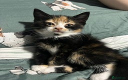 Mixed Breed cats for sale: 2 female Calico/tortoiseshell kittens - Image 4
