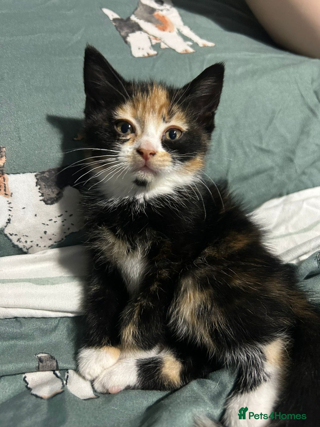 Mixed Breed cats for sale: 2 female Calico/tortoiseshell kittens - Image 4