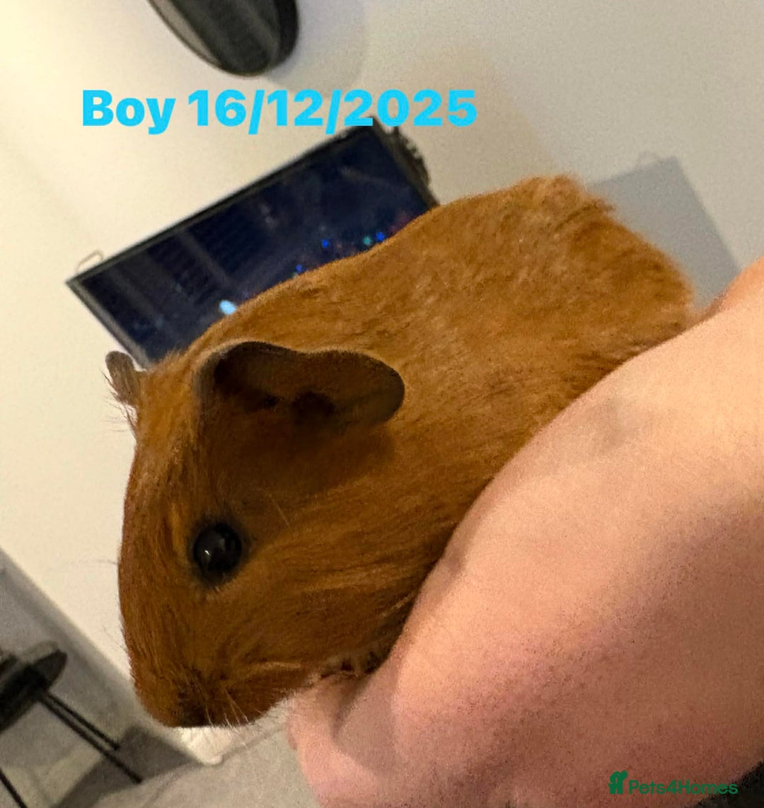 Guinea Pig rodents for sale: Guinea pigs  - Advert 5