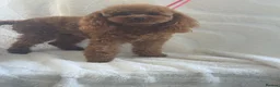 Toy Poodle dogs for sale: Gorgeous Asian Type Toy Poodle  - Advert 6