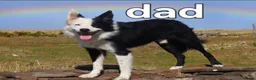 Border Collie dogs for sale: Border collie male pup - Advert 5
