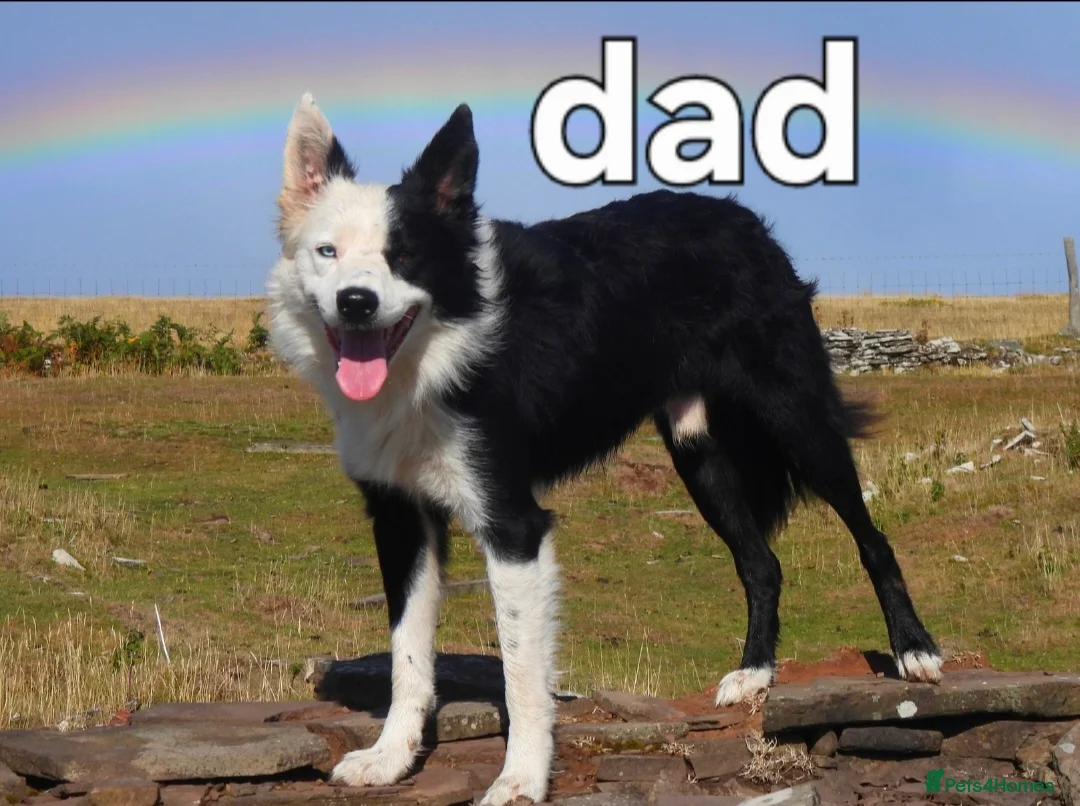 Border Collie dogs for sale: Border collie male pup - Advert 5