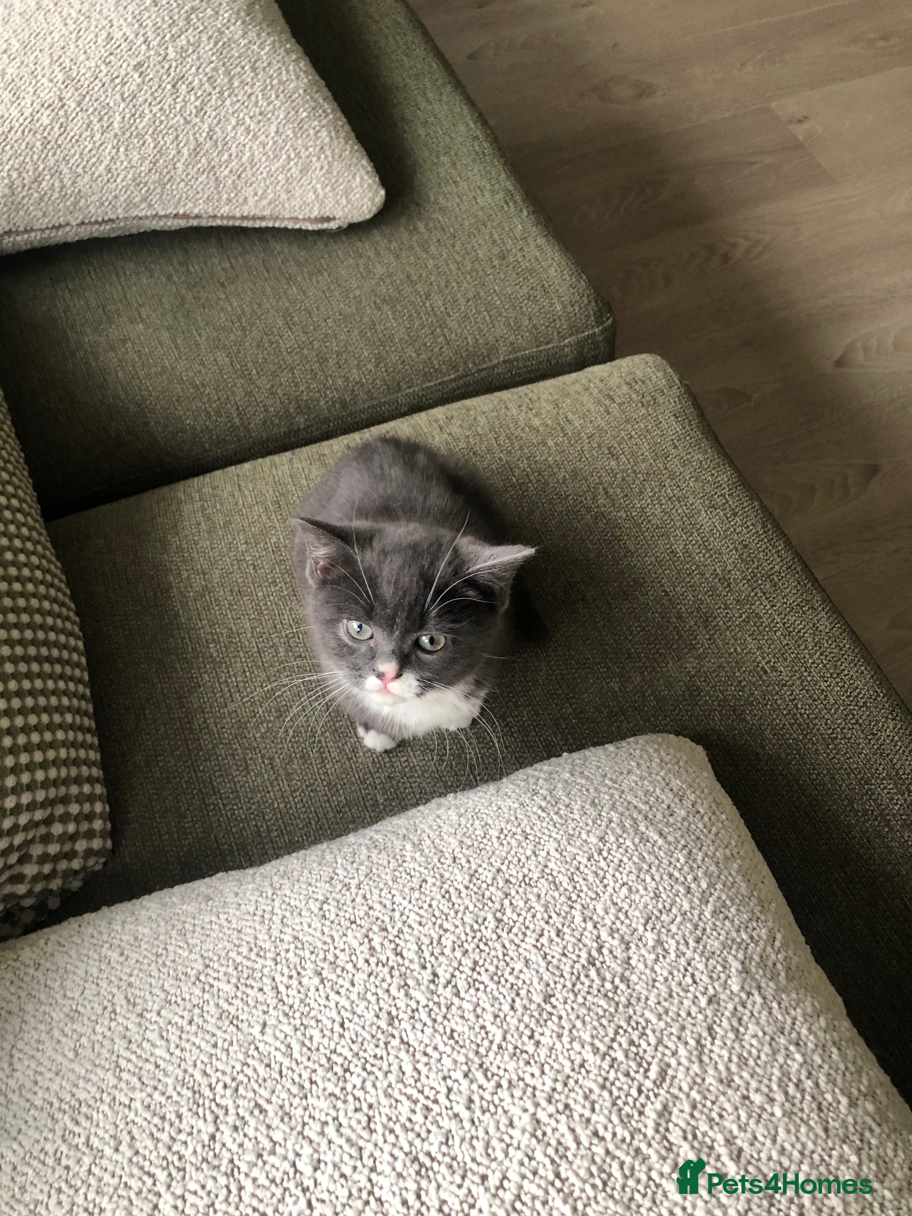 Mixed Breed cats 1 adorable, playful, grey and white male kitten.  - Advert 2