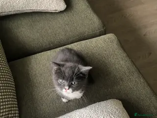 Mixed Breed cats 1 adorable, playful, grey and white male kitten. - Advert 5