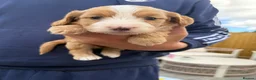 Cockapoo dogs for sale: 5 miniature cockapoos  - Advert 18