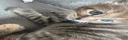 Siberian cats for sale: X4 fluffy Siberian x tabby kittens  in Romford - Advert 15