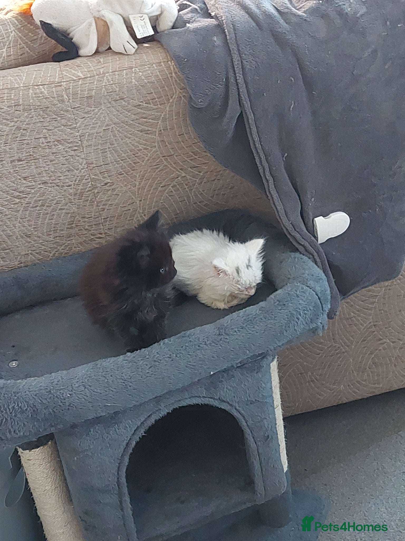 Mixed Breed cats Maincoon cross kittens 2 females. - Advert 2