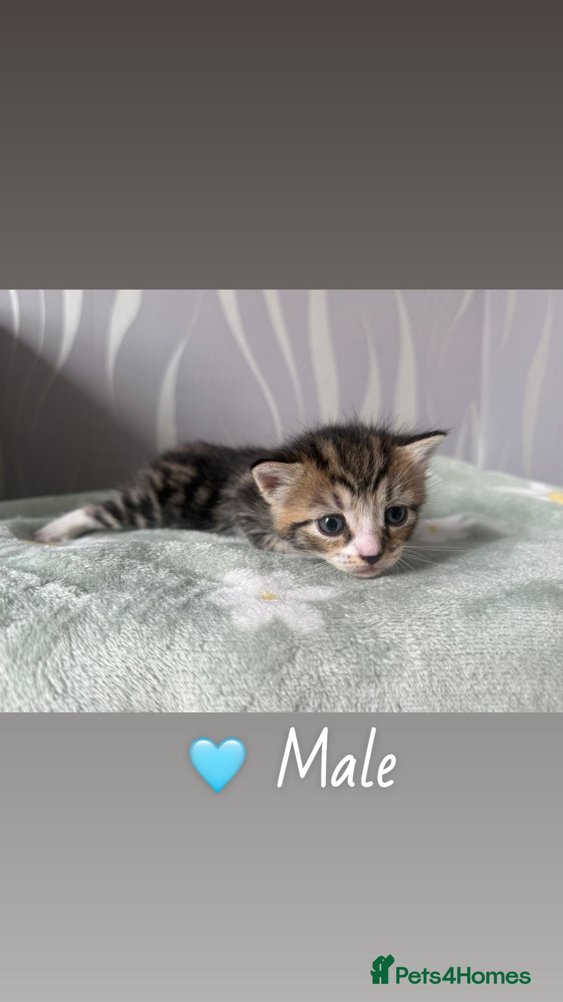 Mixed Breed cats Mixed kittens  - Advert 4