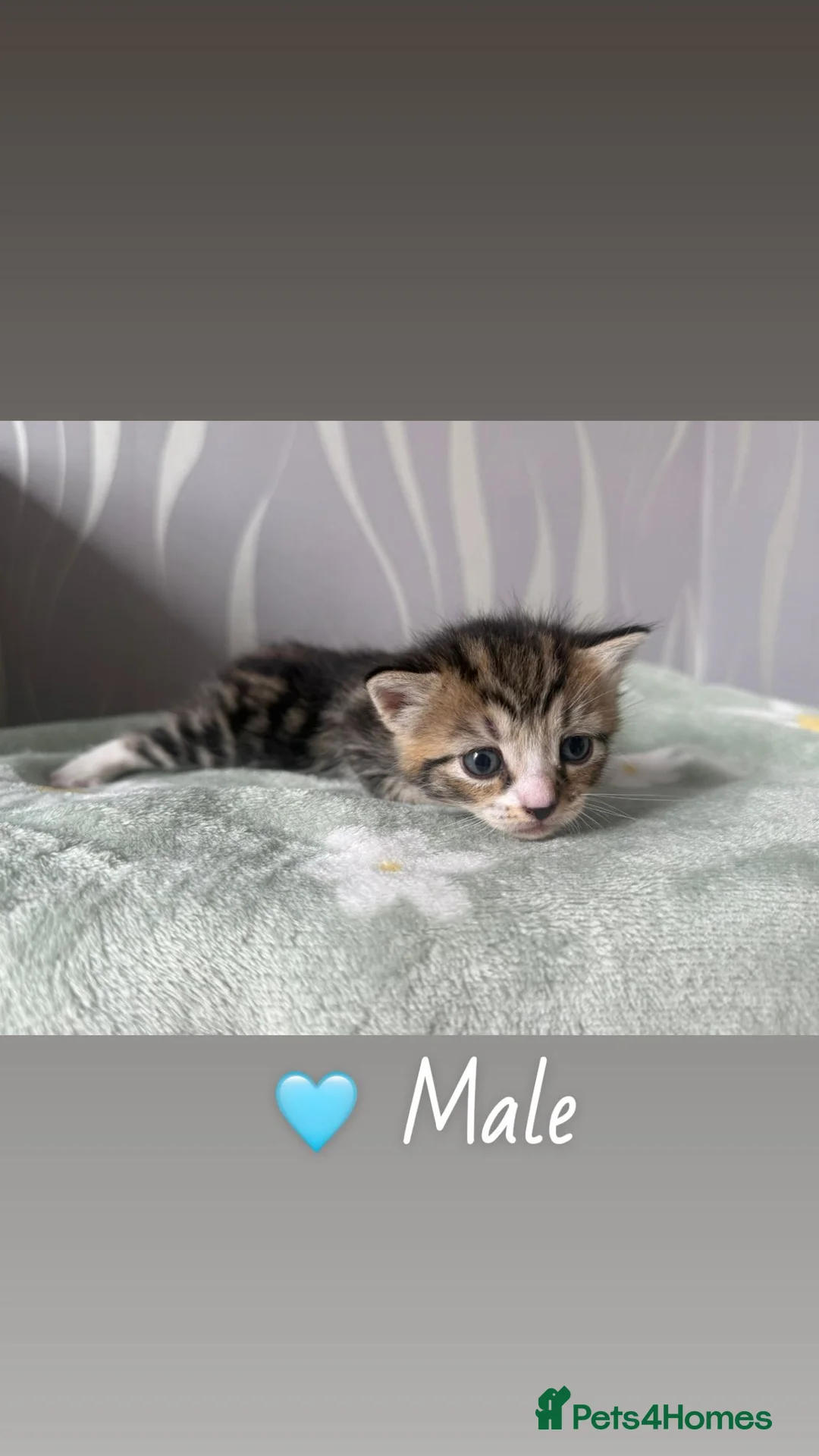 Mixed Breed cats for sale: Mixed kittens  in Stockport - Advert 1