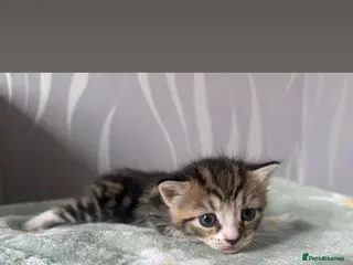 Mixed Breed cats Mixed kittens - Advert 4