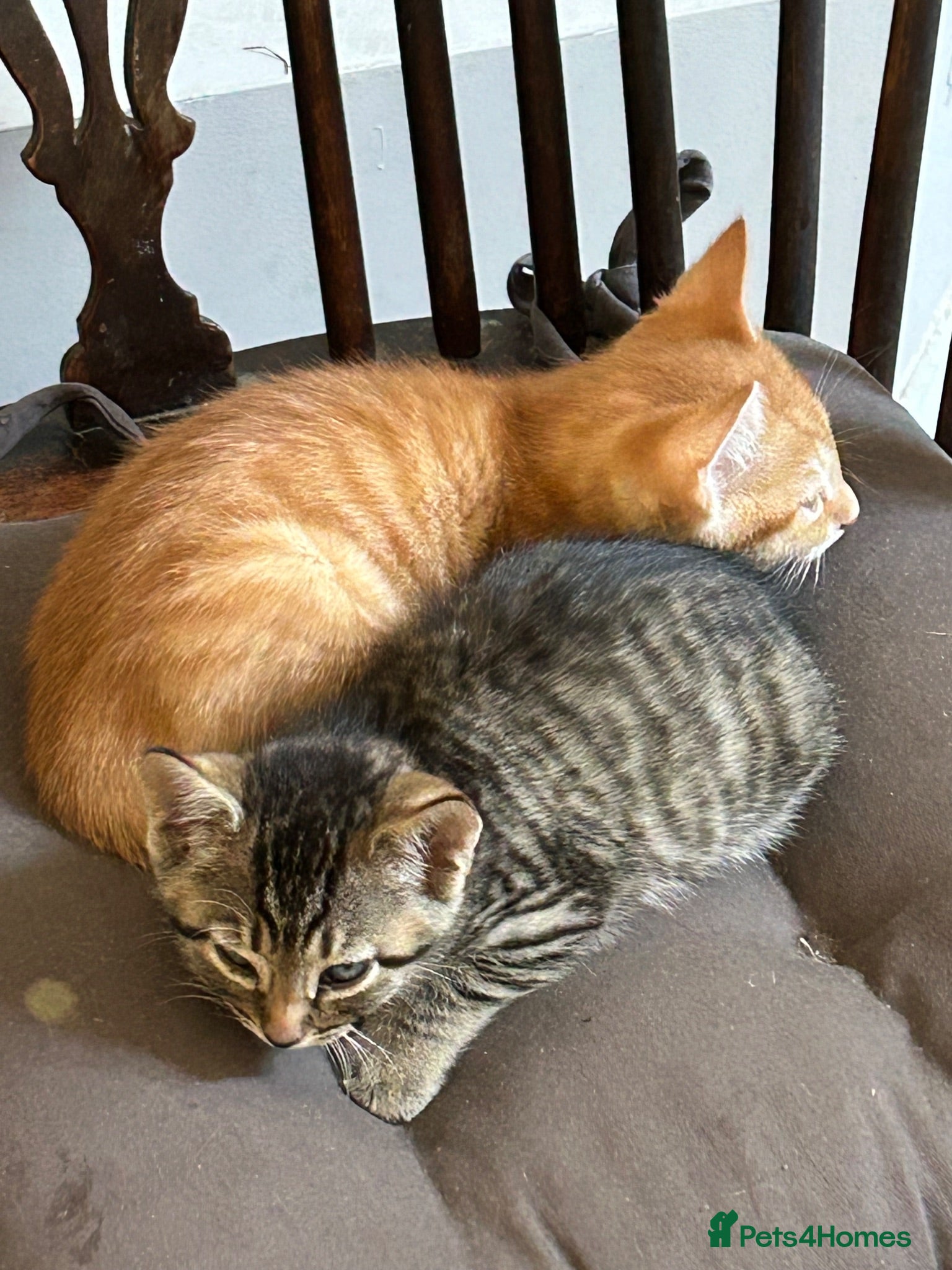 Mixed Breed cats Lovely mixed litter, ready now.  - Advert 1