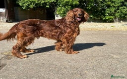 Mixed Breed dogs for sale: Rare Litter of Golden Irish puppies available  - Image 16
