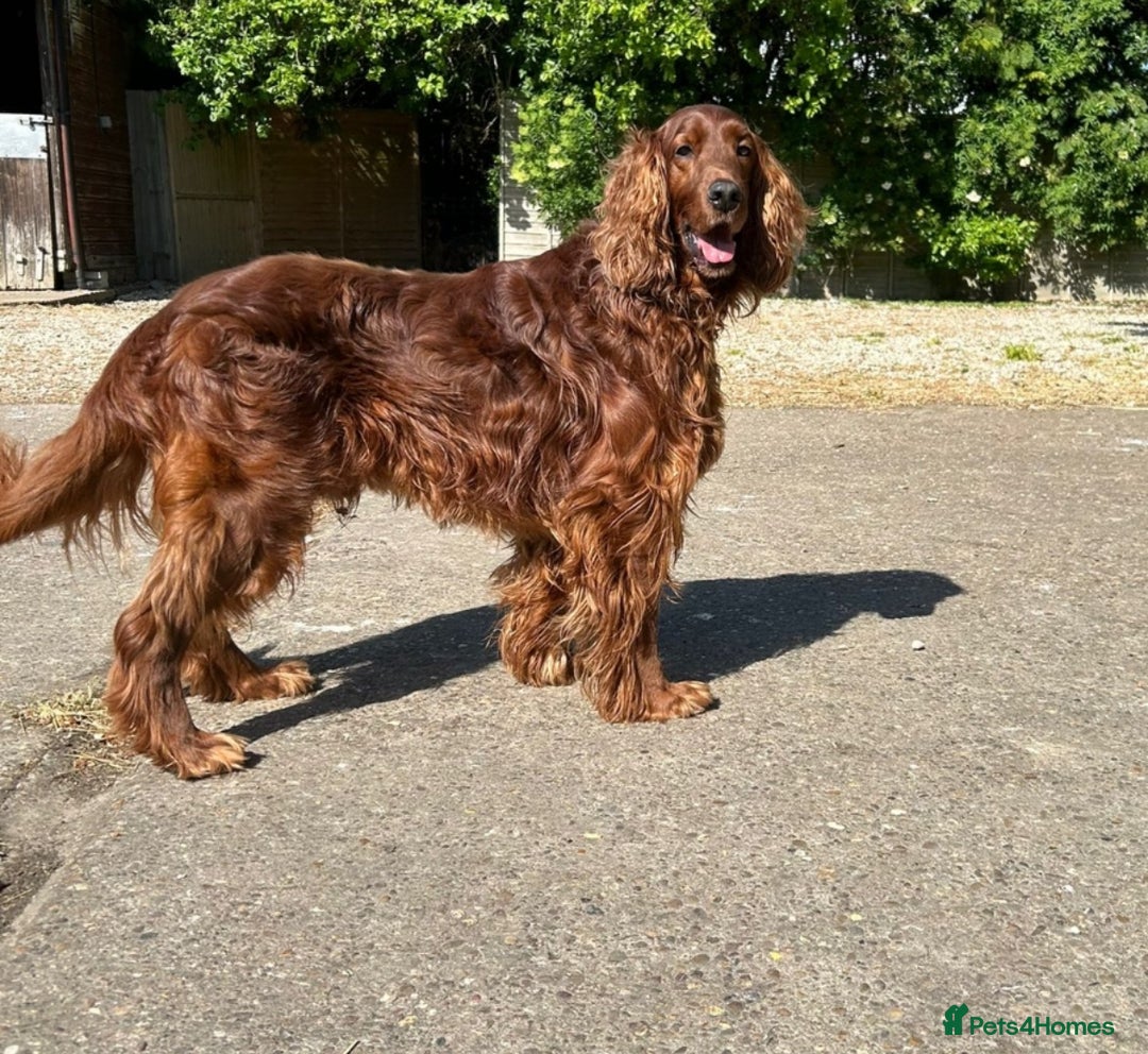 Mixed Breed dogs for sale: Rare Litter of Golden Irish puppies available  - Image 16