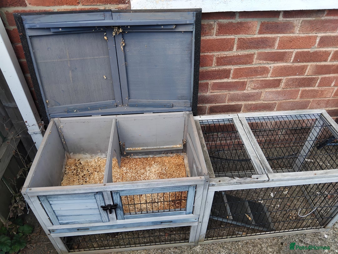Guinea Pig rodents for sale: 2 female Guinea pigs - Image 7