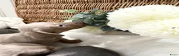 Miniature Dachshund dogs for sale: Miniature dachshund puppies - Advert 10