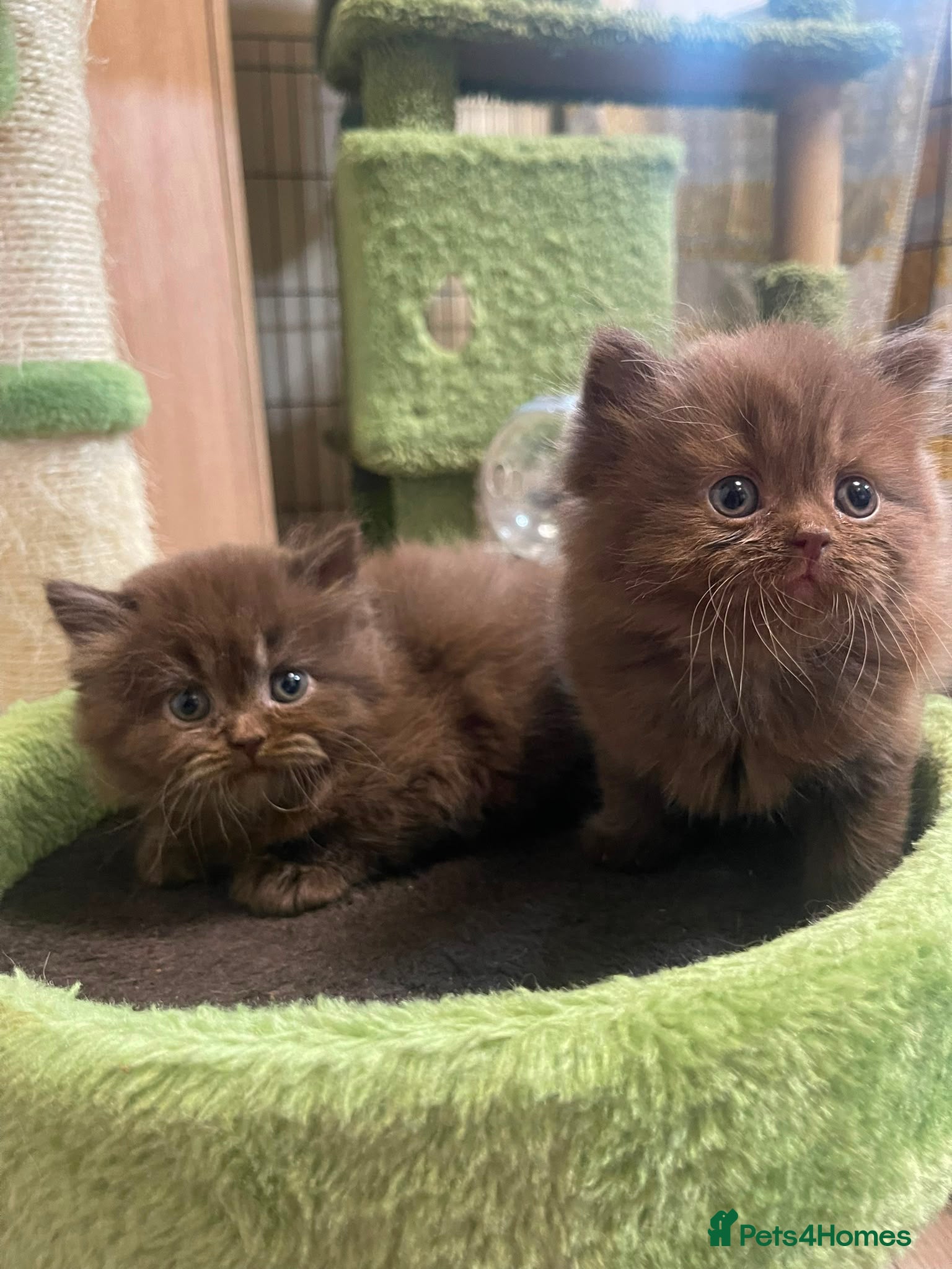 British Shorthair cats British longhair and shorthair kittens  - Advert 2
